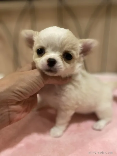 gnk 様のお迎えした子犬