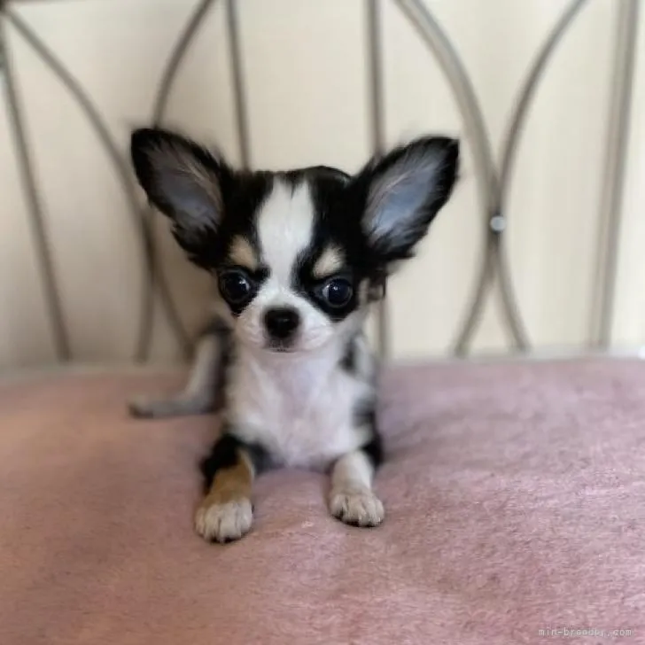 ID:2207-04889の子犬