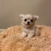 チワワ(ロング)【鹿児島県・男の子・2023年3月6日・クリーム&ホワイト】の写真1「はい〜🎶可愛いくん❤️」