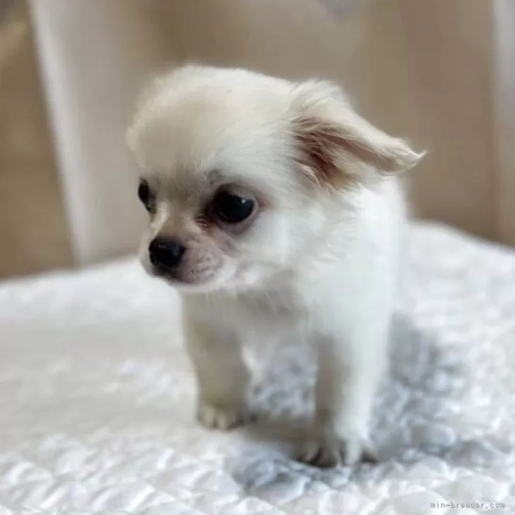 ペキチワ(ペキニーズ×チワワ)【栃木県・男の子・2025年3月29日