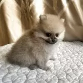 ポメラニアン【栃木県・女の子・2025年9月13日・オレンジ】の写真10