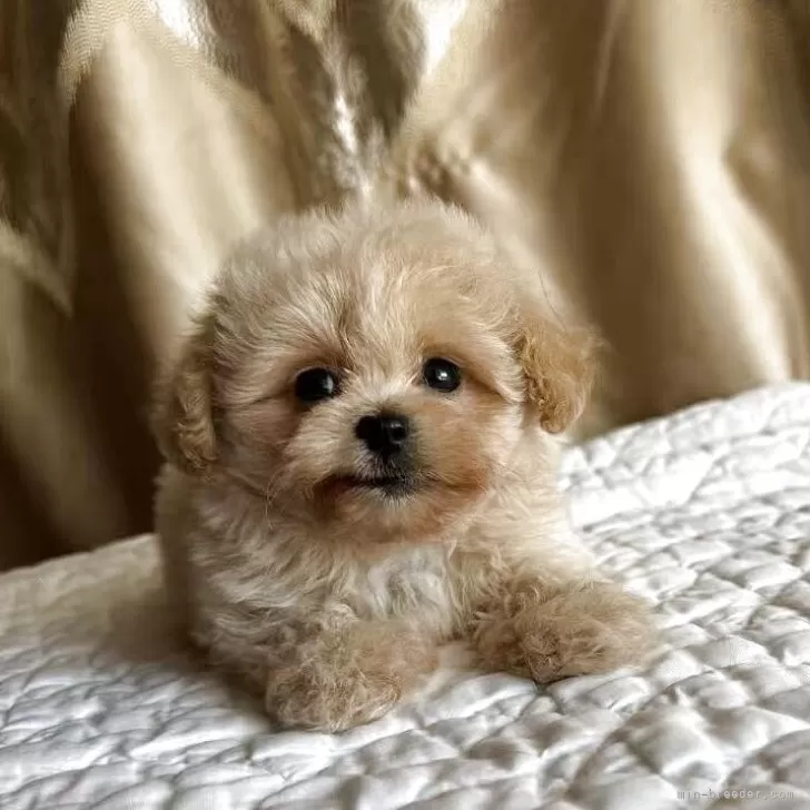 ペキプー(ペキニーズ×トイプードル)【栃木県・女の子・2025年9月18日・アプリコット/クリーム】の写真1