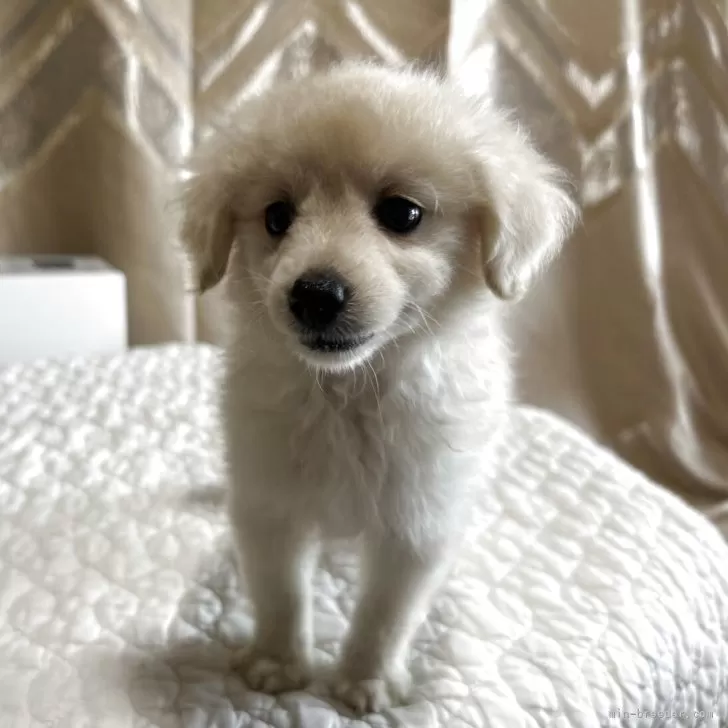 トイプードル(トイ)【栃木県・男の子・2025年4月5日・白(クリーム)】の写真1