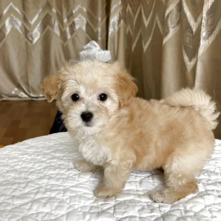 S.A 様のお迎えした子犬