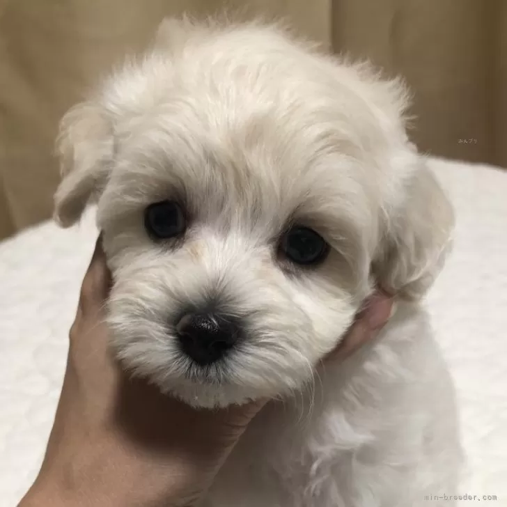 ID:2411-06795の子犬