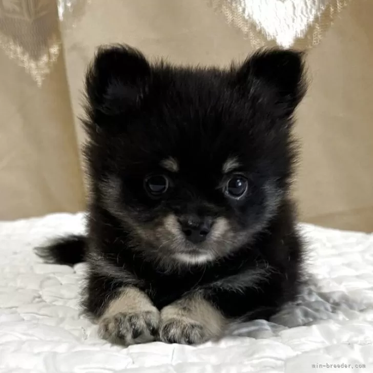 ID:2506-02368の子犬