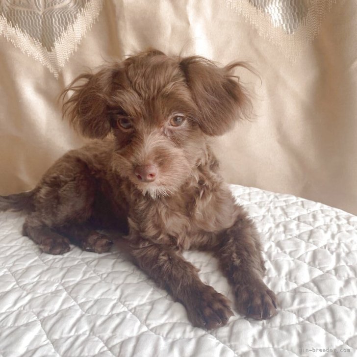 ブリーダー画像