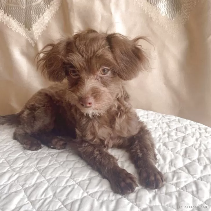 チワプー(チワワ×トイプードル)【栃木県・女の子・2025年3月23日・チョコ/ブラウン】の写真1