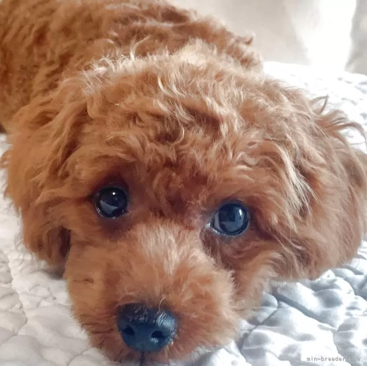 トイプードル(トイ)【栃木県・男の子・2025年3月23日・レッド】の写真1「特別価格キャンペーンで💉ワクチン3回分つきで80,000円です。🤩」