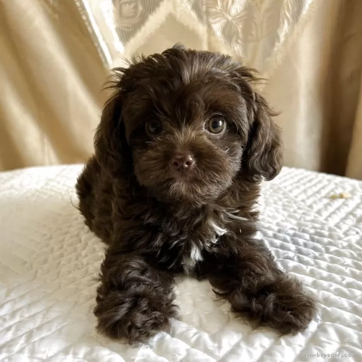 H.N 様のお迎えした子犬