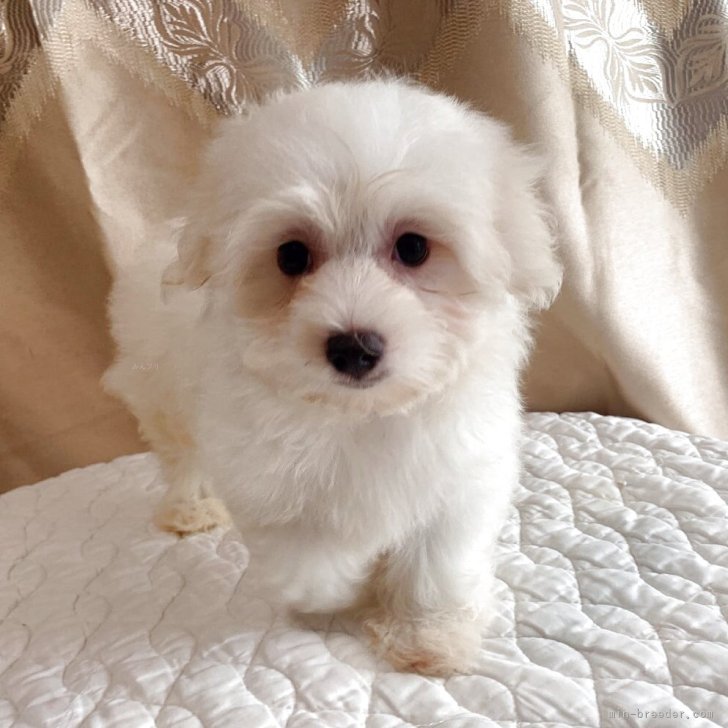 ブリーダー画像