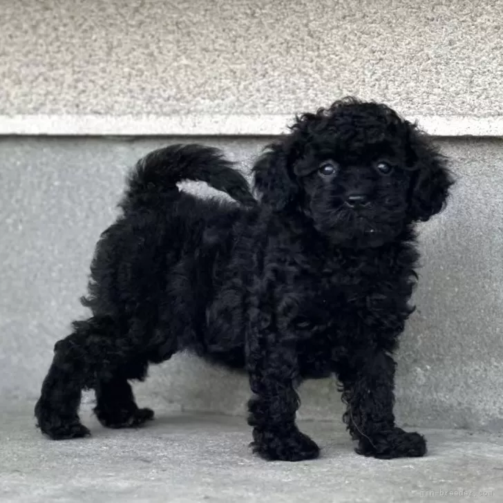 チワプー(チワワ×トイプードル)【栃木県・女の子・2025年7月8日・ブラック】の写真1