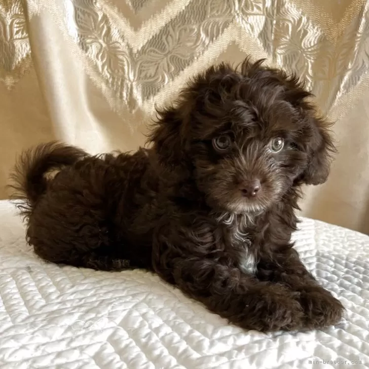 H.A 様のお迎えした子犬