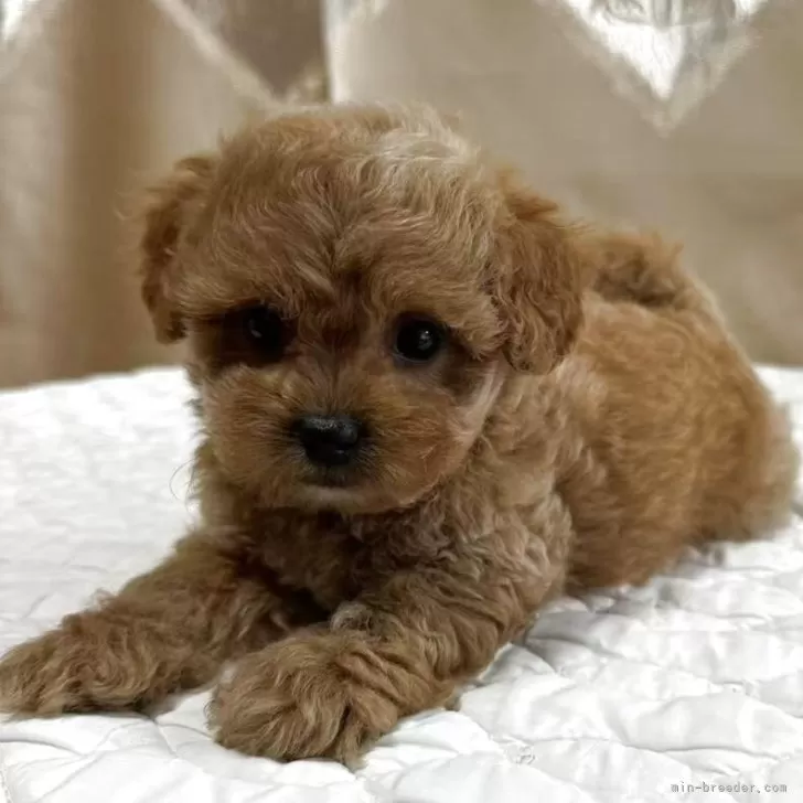 ID：2506-07113の子犬