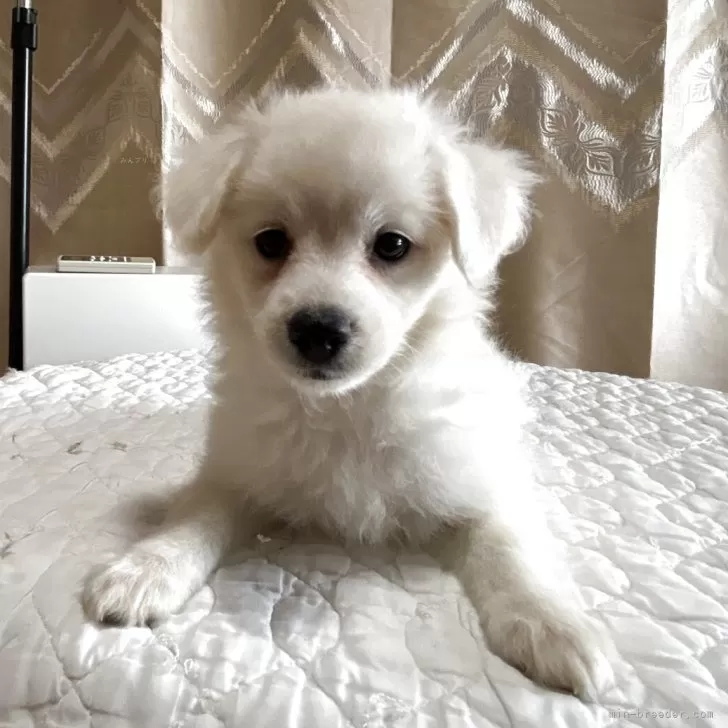 ID：2506-07188の子犬