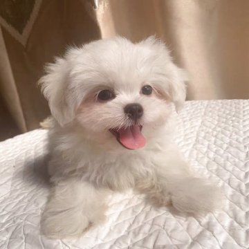 ミックス(ペキニーズ×マルチーズ)【栃木県・男の子・2025年6月28日・ホワイト】の写真「白い毛がフサフサで人懐っこいかわいい男の子😍」