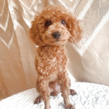 トイプードル(トイ)【栃木県・男の子・2025年3月23日・レッド】の写真「🐶コロコロしていて人懐っこい男の子です✨」