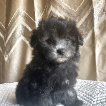 トイプードル(トイ)【栃木県・男の子・2025年9月13日・シルバー】の写真「毛がクリクリして，顔立ちも毛色もかわいい😍」