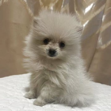 ポメラニアン【栃木県・女の子・2025年3月15日・クリーム】の写真「顔が小さく毛がふさふさで小狐のぬいぐるみみたいな子」