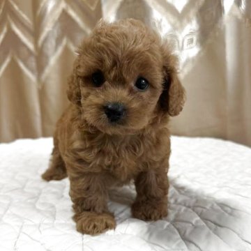 ペキプー(ペキニーズ×トイプードル)【栃木県・女の子・2025年3月29日・アプリコット】の写真「毛がクリクリしていて
顔が小さく、目が大きい👀」