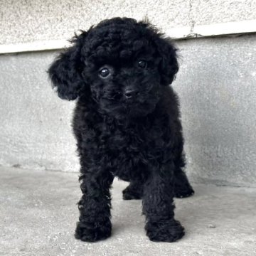 チワプー(チワワ×トイプードル)【栃木県・女の子・2025年7月28日・ブラック】の写真「毛がクリクリして，お目👀が大きい🐶。」