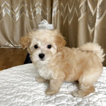 マルプー(マルチーズ×トイプードル)【栃木県・男の子・2025年3月21日・クリーム】の写真「毛がクリクリして，垂れ耳もかわいい男の子👦.」