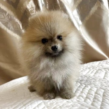 ポメラニアン【栃木県・男の子・2025年5月2日・オレンジ】の写真「毛がフサフサでぬいぐるみみたいに可愛い子😍」