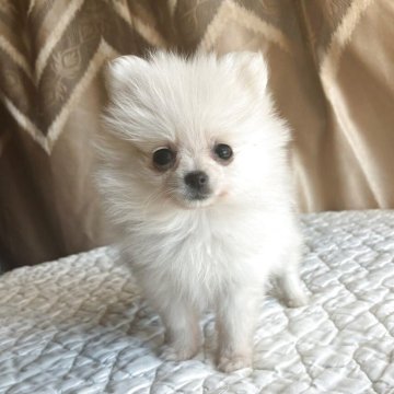 ポメラニアン【栃木県・女の子・2025年9月13日・ホワイト】の写真「毛がフサフサで顔が小さく，目が大きくてかわいい。」