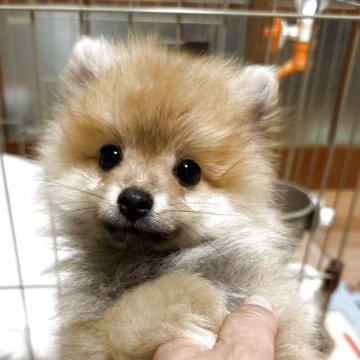 ポメラニアン【栃木県・男の子・2025年3月15日・オレンジセーブル】の写真「顔が小さくて、人懐っこい性格で活発な男の子。✨」
