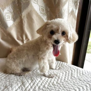 マルプー(トイプードル×マルチーズ)【栃木県・男の子・2025年3月18日・アプリコット】の写真「毛がクリクリして，顔立ちがいい，表情も可愛い🩷。」