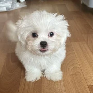 ミックス(ペキニーズ×マルチーズ)【栃木県・女の子・2025年6月28日・ホワイト】の写真「毛がフサフサで人懐っこいかわいい女の子です😍」