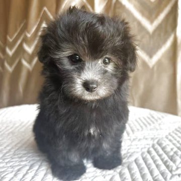 トイプードル(トイ)【栃木県・男の子・2025年9月13日・シルバー】の写真「毛がクリクリして，毛色も顔立ちもかわいい😍💕」