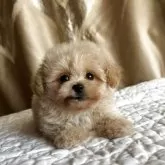 ペキプー(ペキニーズ×トイプードル)【栃木県・女の子・2025年9月18日・アプリコット/クリーム】の写真1