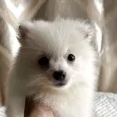 ポメラニアン