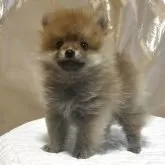 ポメラニアン