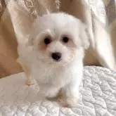 マルチーズ