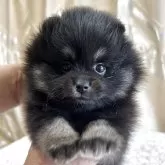 ポメラニアン