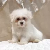 マルチーズ