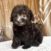 トイプードル(トイ)