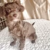 チワプー(チワワ×トイプードル)【栃木県・女の子・2025年3月23日・チョコ/ブラウン】の写真2