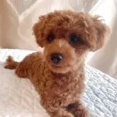 トイプードル(トイ)【栃木県・男の子・2025年3月23日・レッド】の写真2