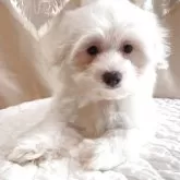 マルチーズ【栃木県・男の子・2025年4月28日・ホワイト】の写真2