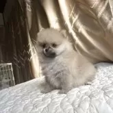 ポメラニアン【栃木県・女の子・2025年9月13日・オレンジ】の写真2