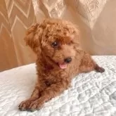 トイプードル(トイ)【栃木県・男の子・2025年3月23日・レッド】の写真3