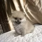 ポメラニアン【栃木県・女の子・2025年9月13日・オレンジ】の写真4