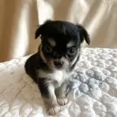 チワワ(ロング)【栃木県・男の子・2025年11月8日・ブラック・タン】の写真5