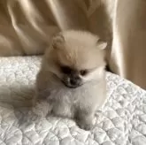 ポメラニアン【栃木県・女の子・2025年9月13日・オレンジ】の写真6