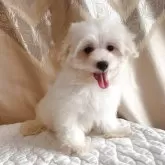 マルチーズ【栃木県・男の子・2025年4月28日・ホワイト】の写真7