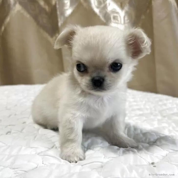 ミックス(ペキニーズ×チワワ)【栃木県・女の子・2025年3月29日