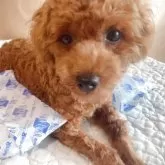 トイプードル(トイ)【栃木県・男の子・2025年3月23日・レッド】の写真8